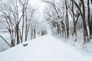 trees and winter