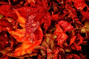 red leaves